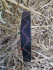 Equestrian leather dog collar with hand stitched detail